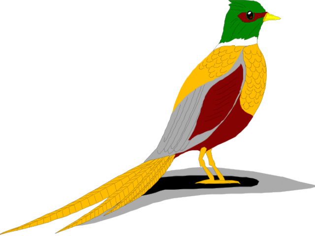 Pheasant Cliparts - Ring Necked Pheasant Clip Art (640x480)