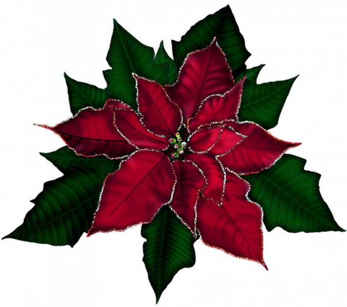Poinsettia Pictures Free 15 Poinsettias Clipart Red - Christmas Flowers Clipart (678x600)