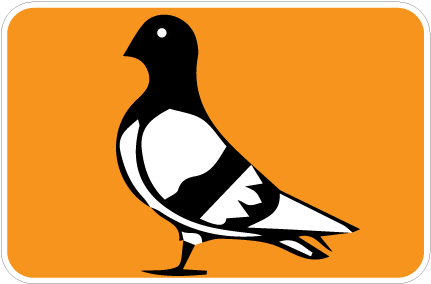 Pigeon Clipart Pidgeon - Perching Bird (501x350)
