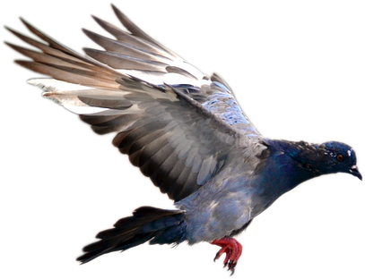 Pigeon Png Transparent Images - Png Image Of Flying Pigeons (640x400)