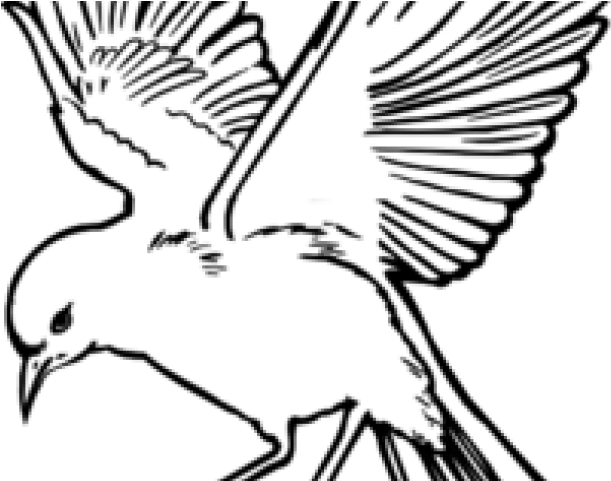 Pigeon Clipart Burung - Flying Bird Line Drawing (640x480)