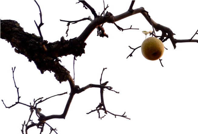 Branches Pear Tree Asian Twilight Auglis Clipart - Flower (683x500)