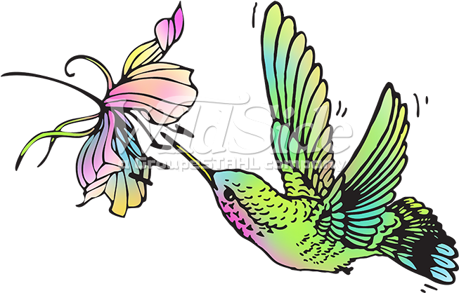 Hummingbird - Hummingbird (675x675)