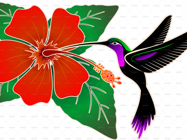 Drawn Hibiscus Hummingbird Flower - Chinese Hibiscus (640x480)