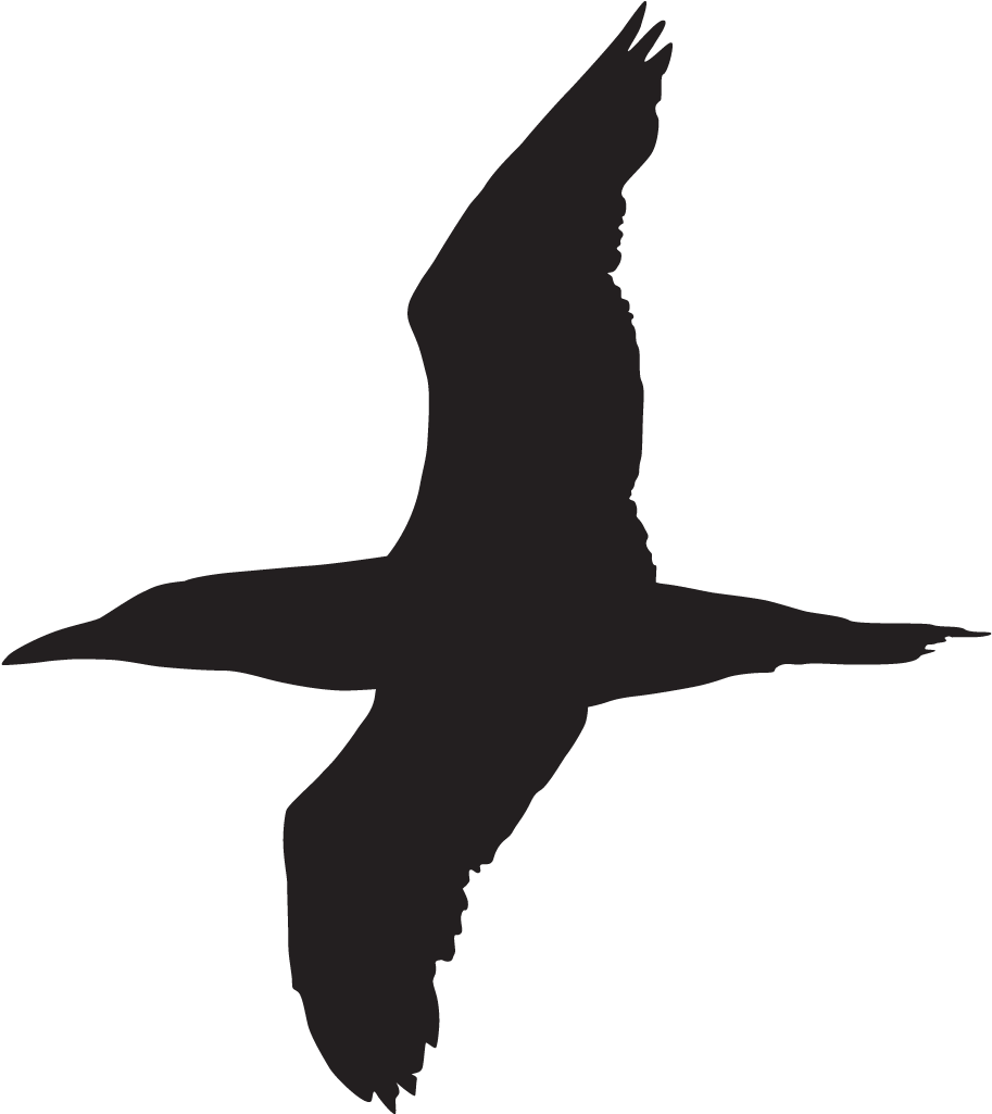 Blue-footed Booby - Brown Booby Silhouette (1024x1024)