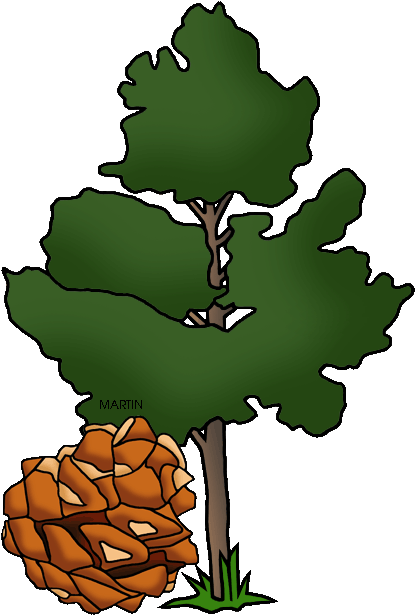 State Tree Of Nevada, Single Leaf Pinon - Pinon Tree Clip Art (437x648)