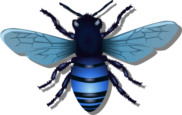 Bee Blue Image - Clip Art Real Bee (600x379)