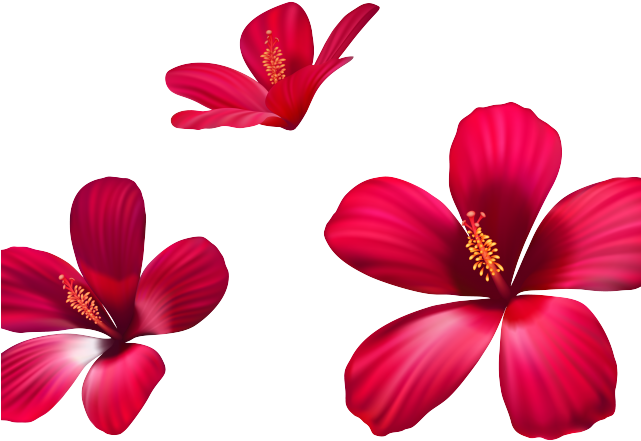 Exotic Clipart Australian Flower - Flowers (640x480)