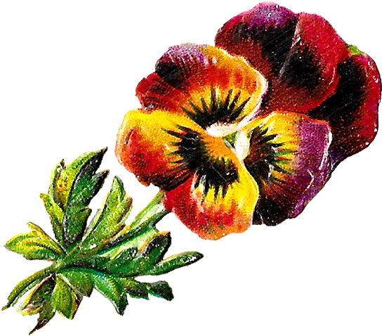 Pansy Botanical Illustration - Wallflower (620x539)