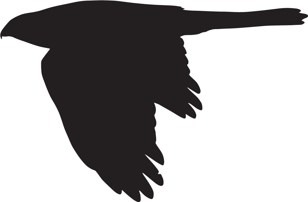 Coopers Hawk Clipart Kite Bird - Goshawk Silhouette (1024x1024)