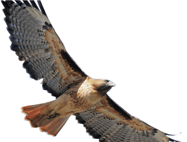 Coopers Hawk Clipart In Flight - Red Tailed Hawk Png (640x480)
