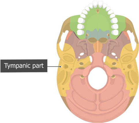 Tympanic Part Temoporal Bone Inferior View Colored - Vomer Inferior View (548x550)