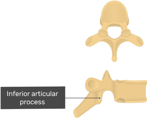 Thoracic T Lateral View Of The Inferior - Pedicle Of The Thoracic Vertebrae (770x406)