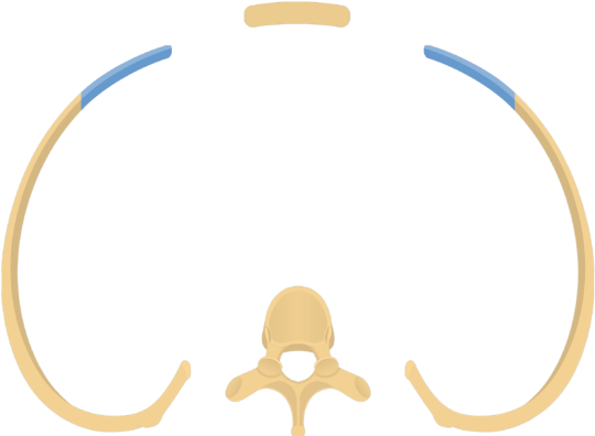 Thoracic T A Vertebra Articulating With Pair - Circle (770x406)
