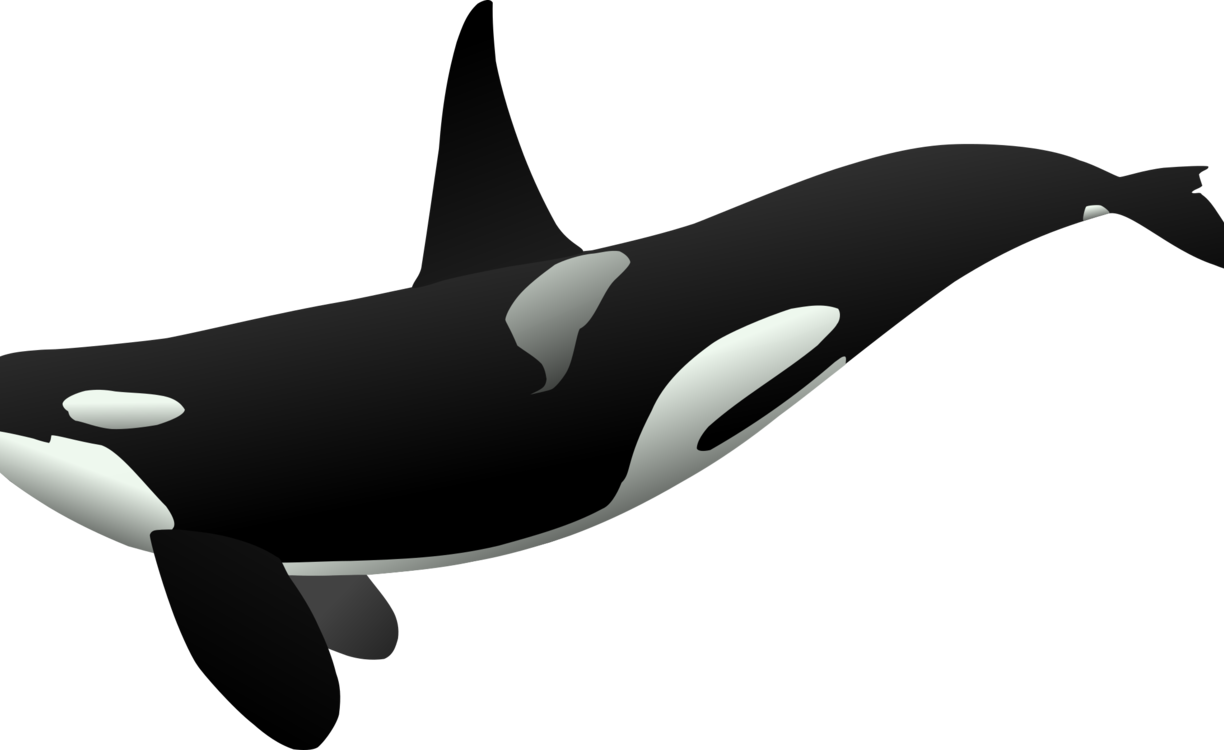 Frightening Shamu Clipart Cartoon Free Download Clip - Drawing Orca (1224x750)