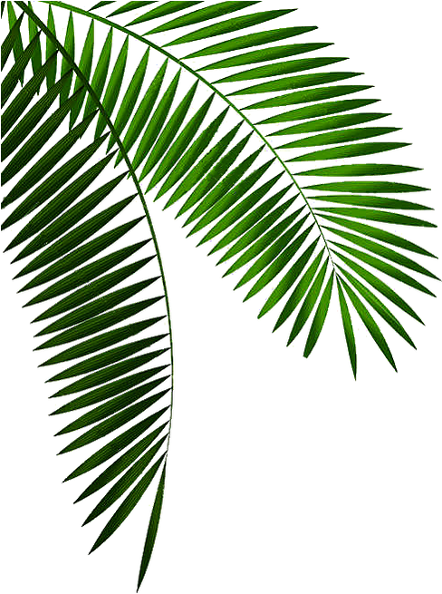 Découvrir Les Îles De São Tomé Et Principe - Roystonea (488x669)