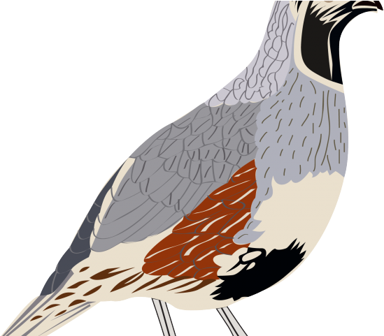 Quail Clipart Transparent - Scaled Quail Png (640x480)