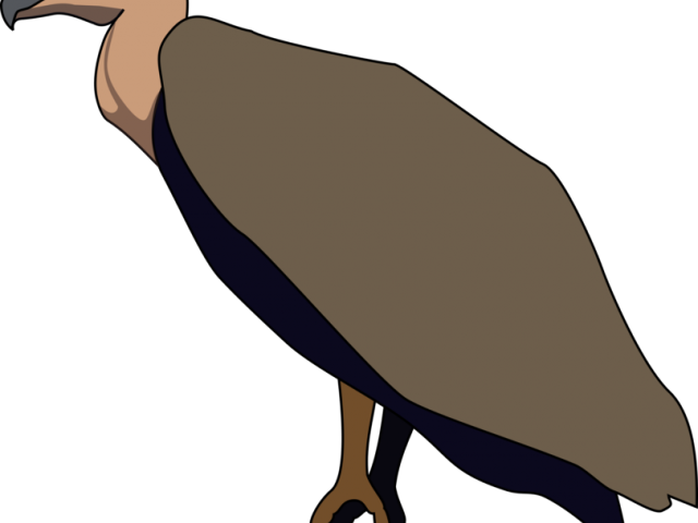 Vulture Clipart - Vulture Bird Clipart (640x480)