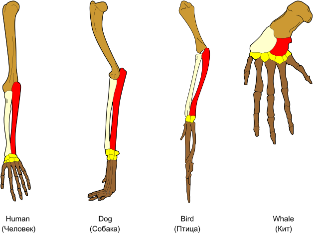 Clip Art Analogous Structures Have The Same Function - Comparative Anatomy (744x524)