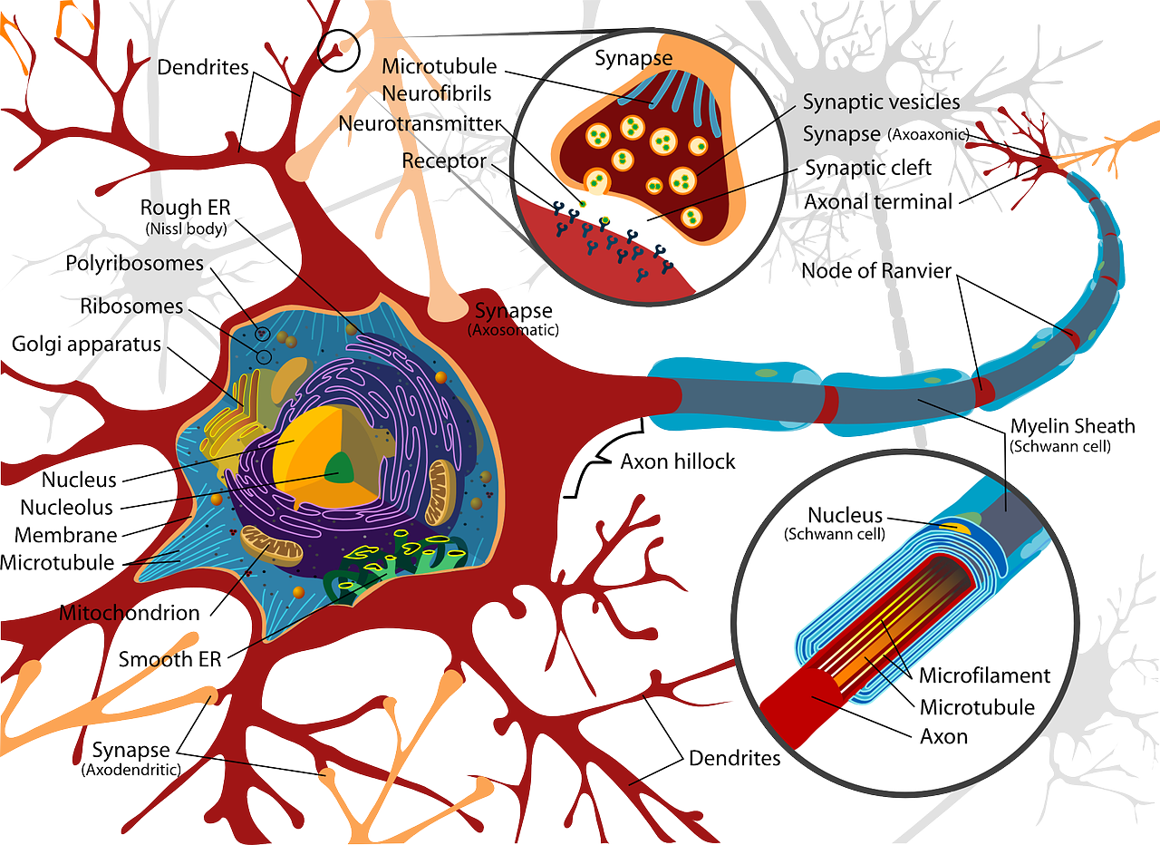 [image Source Wikimedia Commons] - Neuron Cell Membrane (1280x932)