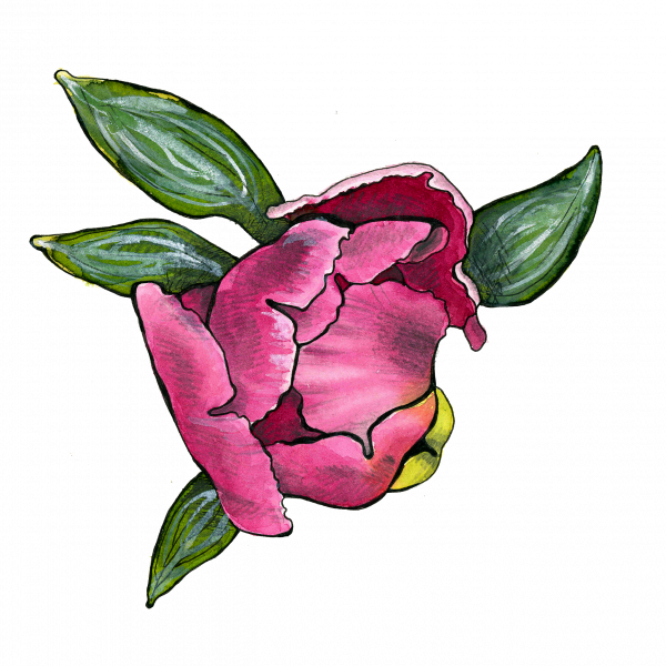 Peony Blossom - Japanese Camellia (600x600)