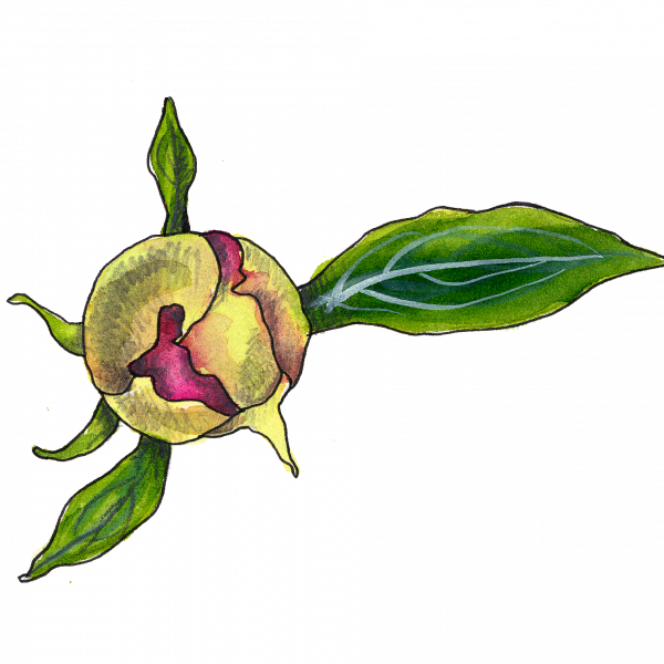 Peony Bud - Illustration (600x600)
