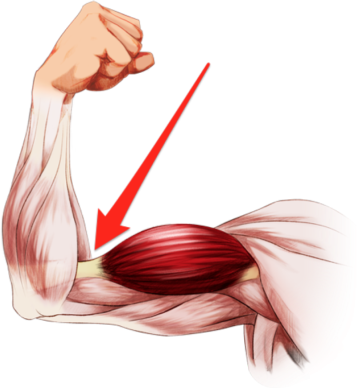 Elbow Clipart Flexed Arm - Elbow Clipart Flexed Arm (724x784)