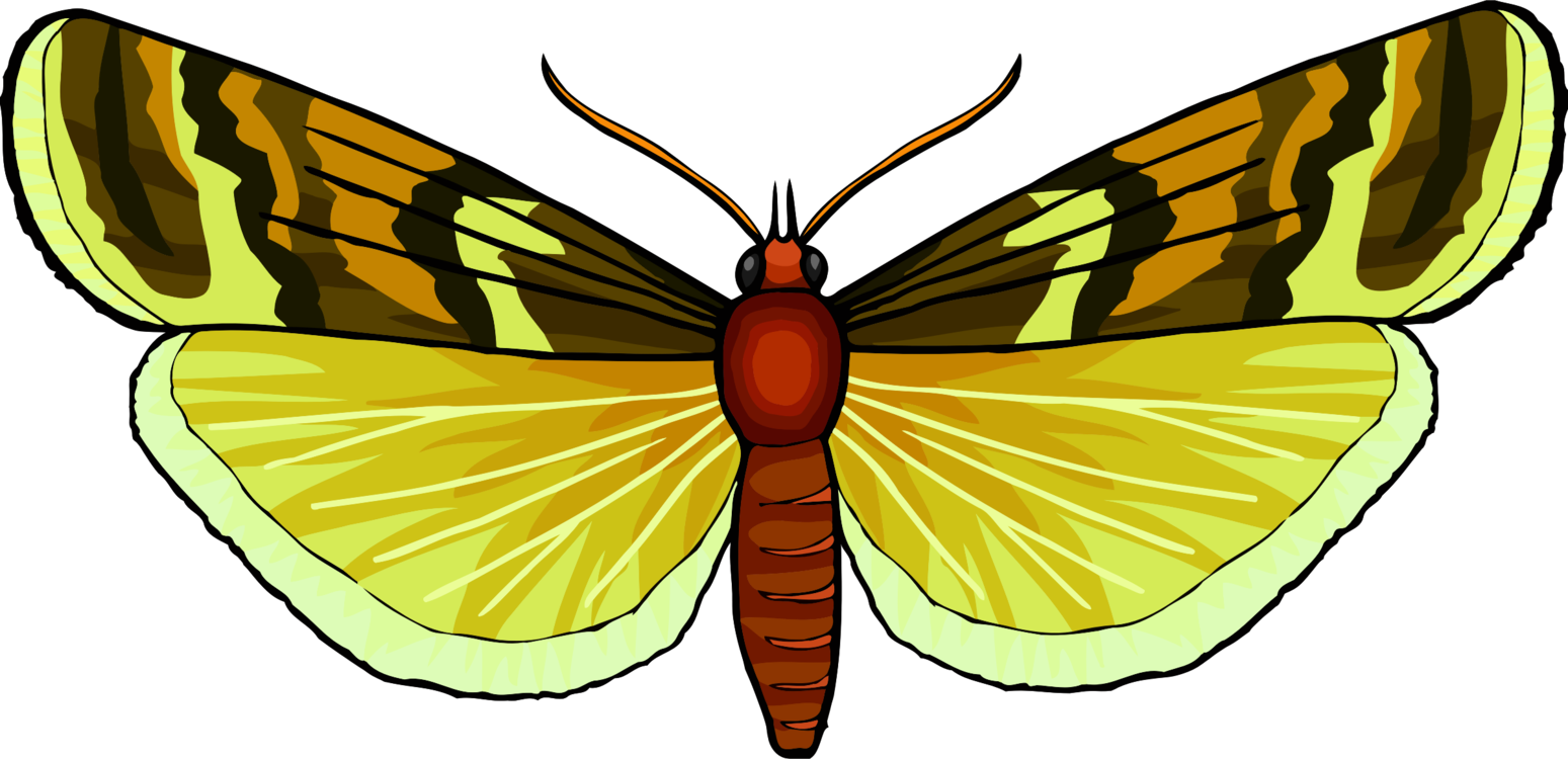 Monarch Butterfly Pieridae Brush-footed Butterflies - Brush-footed Butterfly (1549x750)