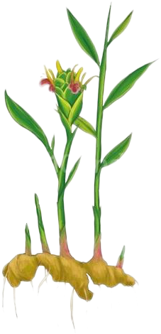 Graphic Black And White Download Leaf Condiment Grasses - Dibujos De La Planta De Jengibre (500x500)