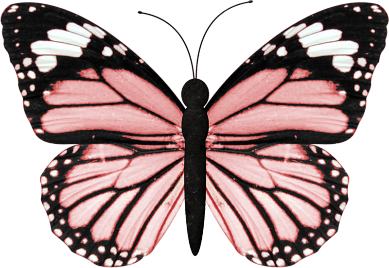 Фото, Автор ✿lili@ ✿ На Яндекс - Orange And Black Butterfly Wing (800x552)