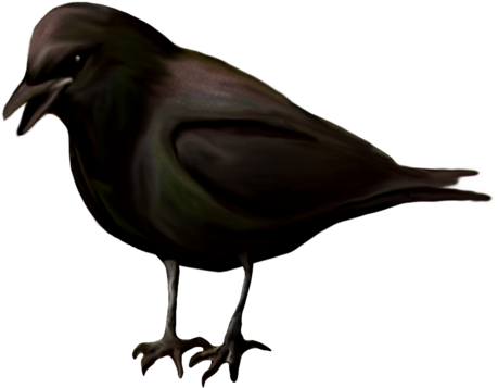 Creepy Halloween - American Crow (500x390)