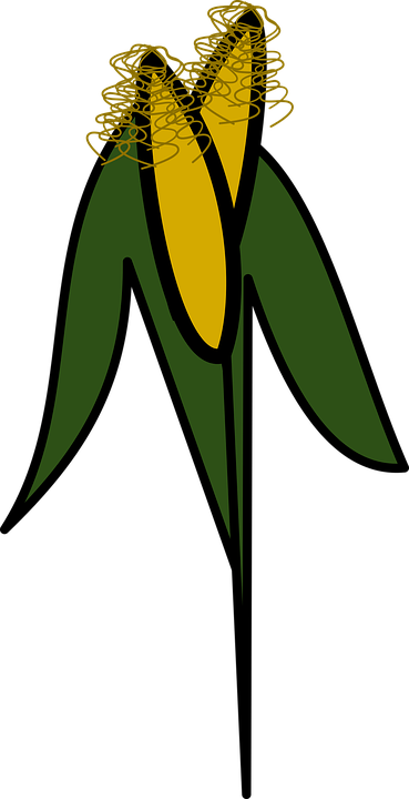 Korn Clipart Transparent - Maize (369x720)