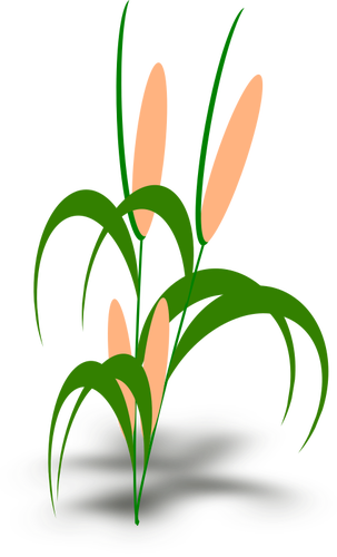 Vector Illustration Of Plant With Cobs Public Domain - Tumbuhan Clipart (303x500)