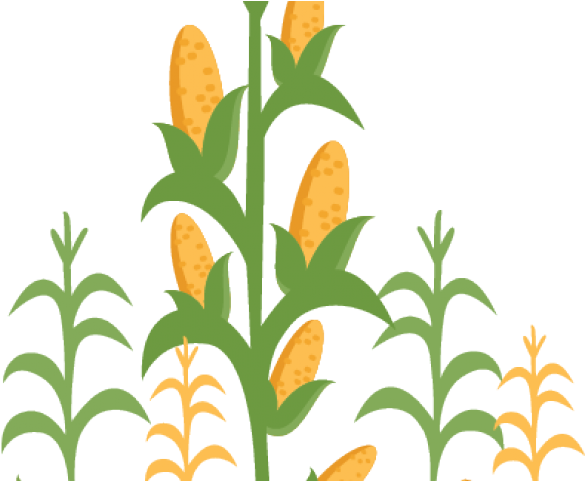 Corn Stalk Clipart - Corn Stalk Corn Clipart (640x480)