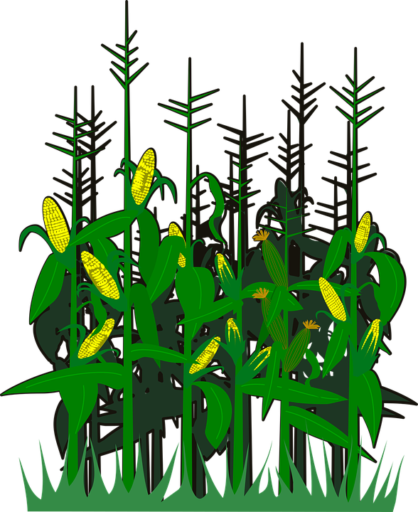 Korn Clipart Vector - Scalable Vector Graphics (588x720)