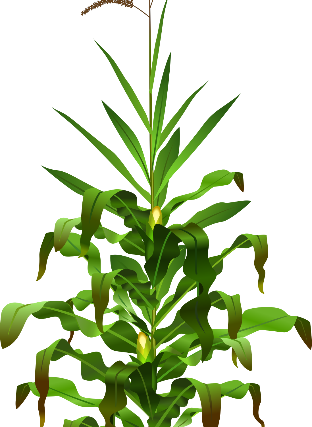 Corn Plant Clip Art - Planta De Maiz Png (1098x1500)