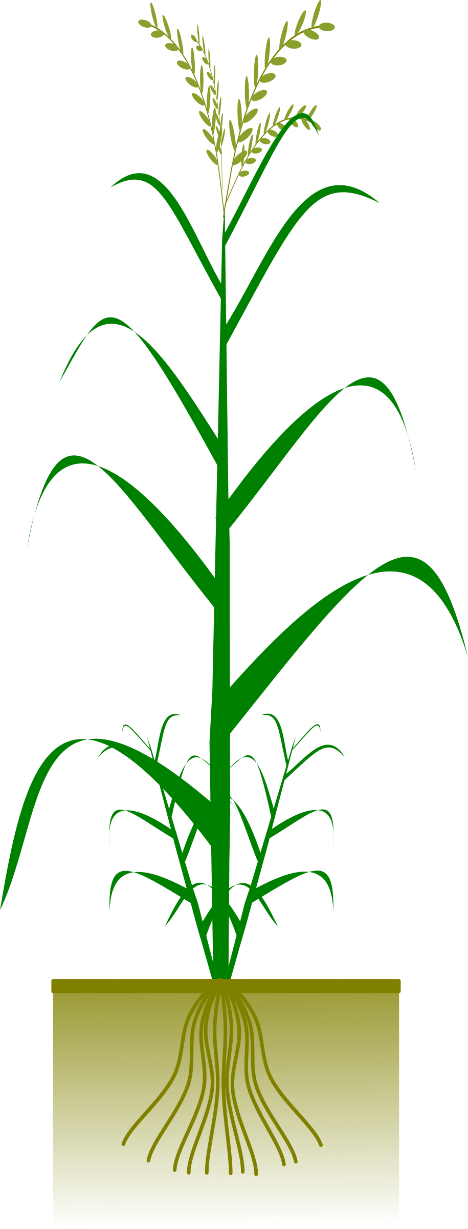 Maize Plant (915x2400)
