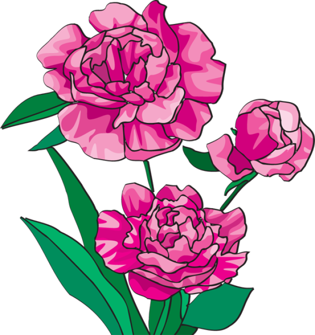 Peonies Cliparts - Peony Clip Art (640x682)