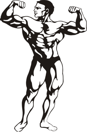 Muscles Clipart - Bodybuilder Clipart (300x454)