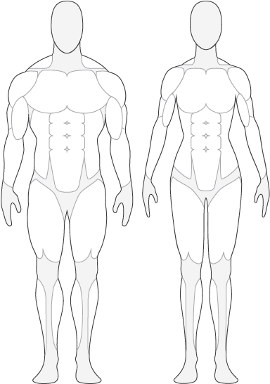 Human Body Front And Back Outline - Human Body Muscle Outline (400x600)