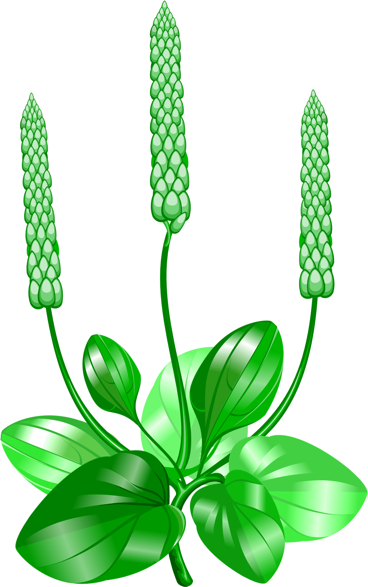 Stock Chart Clip Art - Анимация Биология (1247x1895)