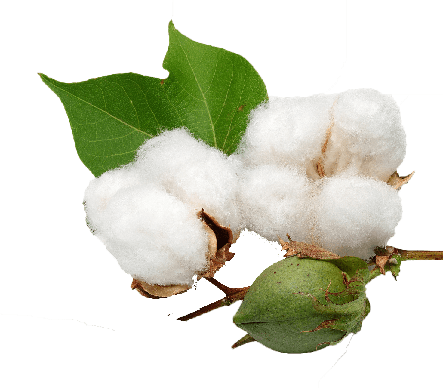 Cotton & Transparent - Cotton Png (1473x1290)