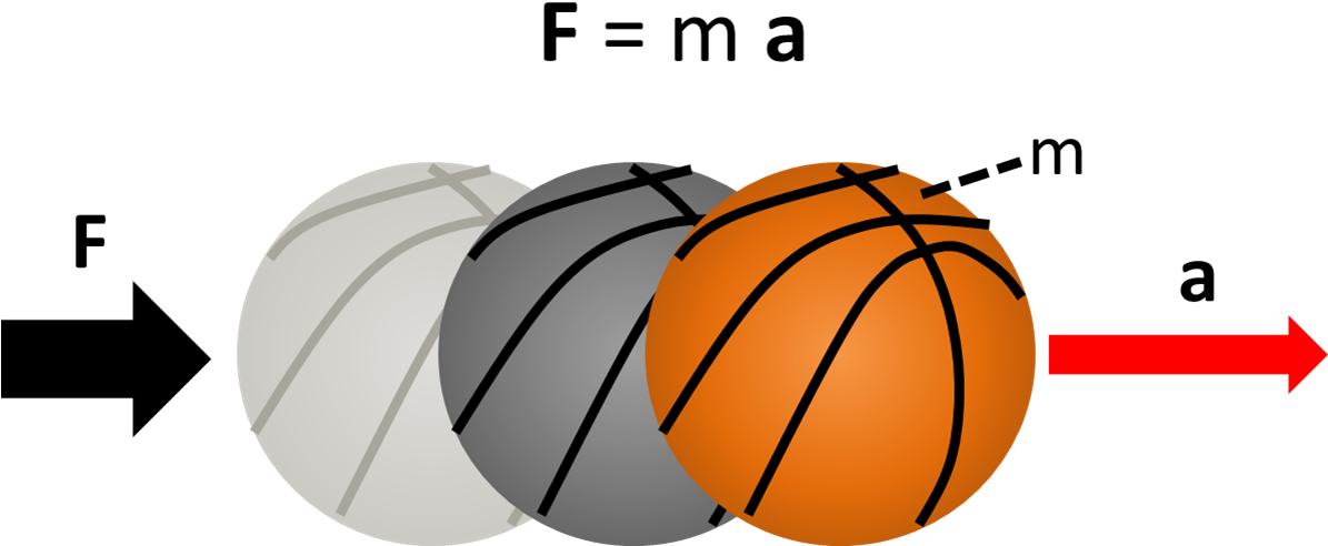 The Force Excerted On The Basketball Causes It To Accelerate - Free Body Diagram Of A Basketball (1194x541)