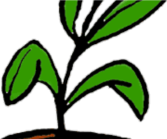 Potted Plants Clipart Tropical - Plant Clip Art (640x480)
