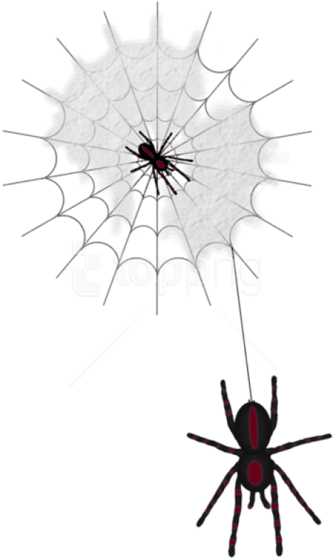 Free Png Download Halloween Web With Spiders Png Images - Паутина Клипарт Прозрачный Фон (480x798)
