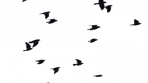 Birds Flying Png Png Image Isolated Objects Textures - Birds Flying Silhouette Png (585x329)