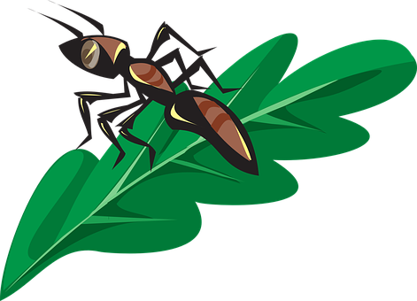 Ant, Insect, Leaf, Green, Bug, Colony - Ant On A Leaf Clipart (471x340)
