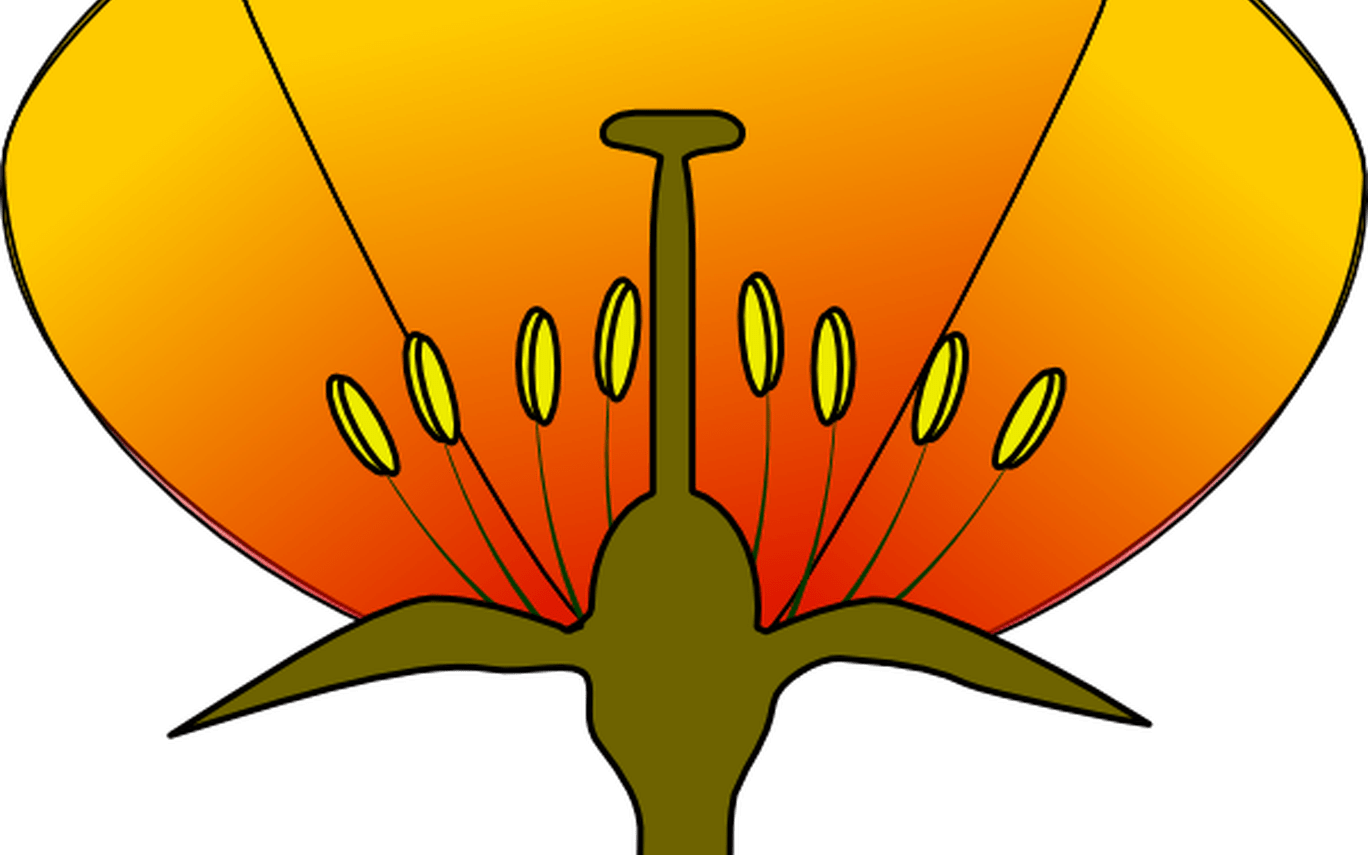 Flower Diagram Clip Art Wiring Diagram For Light Switch - Unlabeled Diagram Of A Flower (1368x855)