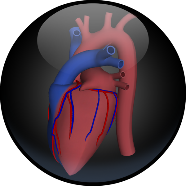 3d Road Map To The Human Heart On The Mac App Store - Illustration (600x600)
