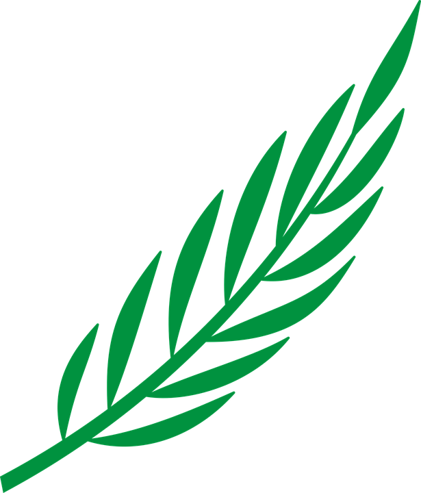 Branch Silhouette Clipart - Laurel Leaves Png Vector (615x720)